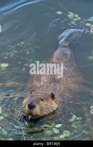 Un'immagine verticale di un selvaggio Canadian beaver Foto Stock