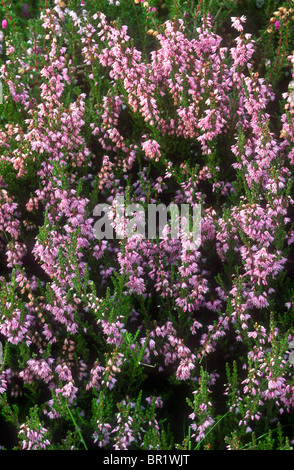 (Comune), Heather Calluna vulgaris, Hallam Moor, Derbyshire Foto Stock
