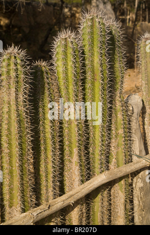 Caraibi, Antille Olandesi Bonaire. Recinzione di Cactus ad ingresso a Washington Slagbaai National Park. Foto Stock