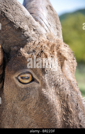 Occhio di prigioniere Foto Stock