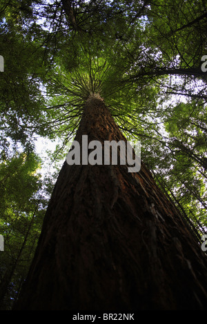 Un California Coastal Redwood tree (Sequoia sempervirens) in Nuova Zelanda Foto Stock