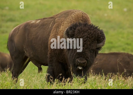 I bisonti americani (Bison bison) Wyoming - Maschio in rut - comunemente chiamato buffalo Foto Stock