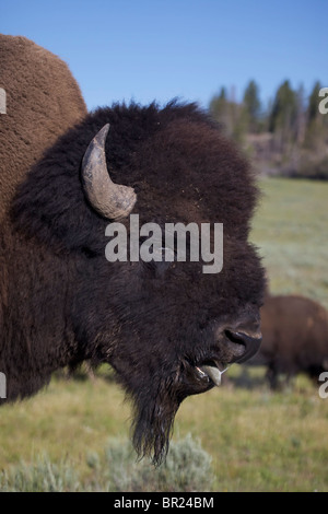 I bisonti americani (Bison bison) Wyoming - Maschio in rut - comunemente chiamato buffalo Foto Stock