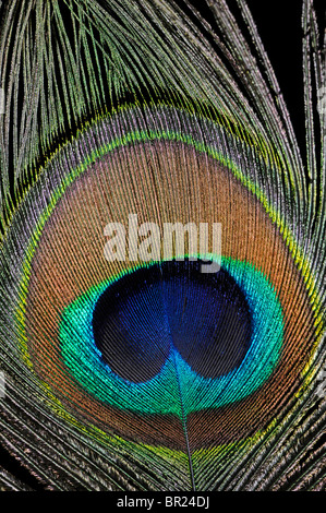 Peacock (Pavo cristatus) giù. Noto anche come Peafowl indiano Foto Stock