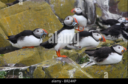 Atlantic pulcinelle di mare (Fratercula Arctica) con il cicerello nel loro becchi. Isole farne, Northumberland, Regno Unito. Foto Stock