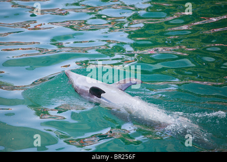 Dolphin effettuando al Delfinario di Constanta, Romania. Foto Stock