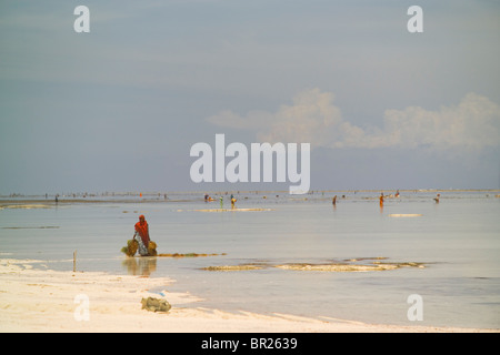 Una donna porta fasci di alghe marine dall'Oceano Indiano verso la spiaggia di sabbia bianca di Matemwe, Zanzibar, Tanzania. Foto Stock