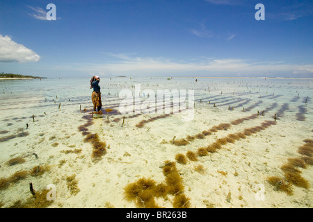 Una donna di raccolti alghe marine in acque poco profonde dell'Oceano Indiano, Matemwe, Zanzibar, Tanzania. Foto Stock