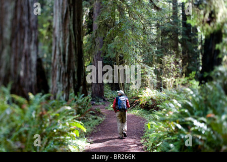 Parco Nazionale di Redwood in California. Un uomo escursioni con un pacchetto al giorno su un sentiero. Foto Stock