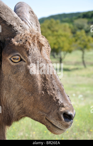 Prigioniere Foto Stock