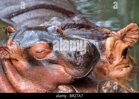 Baby ippopotamo in appoggio supportata da sua madre Foto Stock