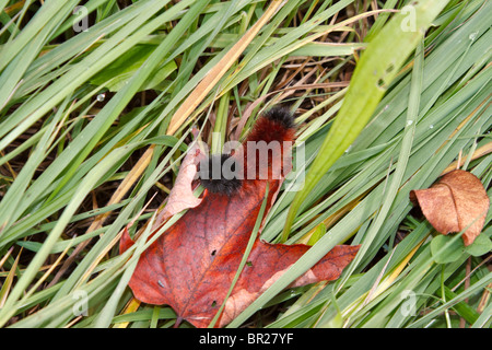 Lanosi Bear Caterpillar, Isia Isabella Foto Stock