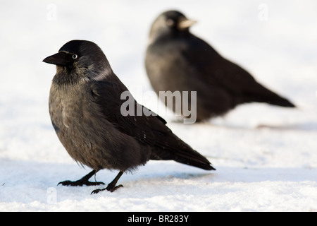 Taccola (Corvus monedula) in natura Foto Stock