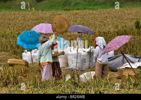 Le donne del villaggio la mietitura del riso a Bali, Indonesia. Una donna che scuote un piatto cesto tessuto a vagli di riso e separarlo dalla pula Foto Stock