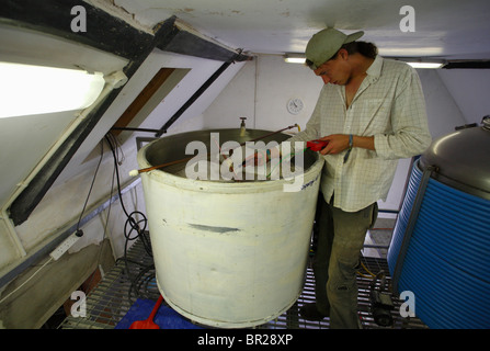 Un birraio test della temperatura dell'acqua al braccio di irrorazione durante il cospargimento in una microbirreria. Foto Stock