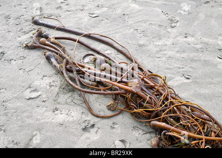 Bull, kelp Nereocystis luetkeana Foto Stock