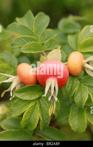 Rosa rugosa cinorrodi e foglie Foto Stock