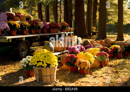 Crisantemi e zucche per la vendita ad una fattoria stand vicino a Woodstock, Connecticut. Foto Stock