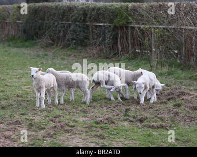 Sette agnelli giocando in un campo Foto Stock