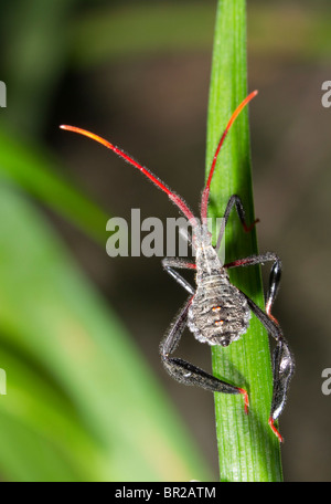 La ninfa adolescente di un bug a foglie (Acanthocephala sp), Georgia, USA Foto Stock