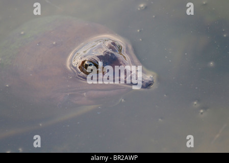 Florida Softshell Turtle (Apalone ferox), che sbucciano dall'acqua, Florida Foto Stock