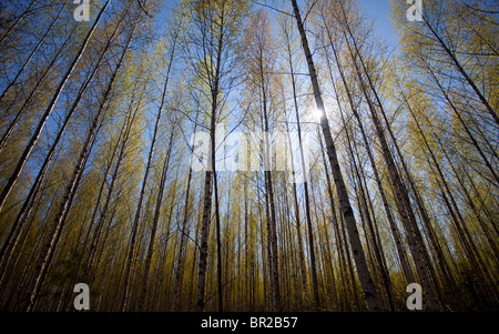 La tettoia e foglie di betulla nella foresta a molla , Finlandia Foto Stock