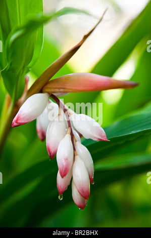 Guscio lo zenzero in un giardino tropicale Foto Stock