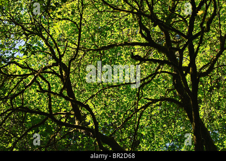 Alberi Retroilluminato con luce solare in California. Foto Stock