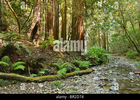 Redwood foresta di Muir Woods National Monument. Foto Stock