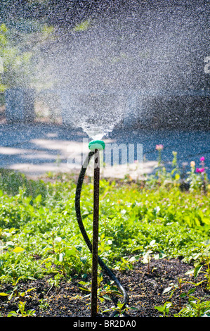 Sprinkler giardino su una soleggiata giornata estiva nel corso di irrigare il prato verde in giardino Foto Stock