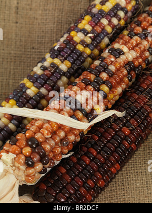 Vista dettagliata del mais Indiano orecchie