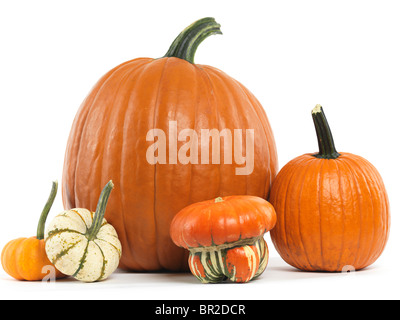 Zucche e zucche ancora vita isolata su sfondo bianco Foto Stock