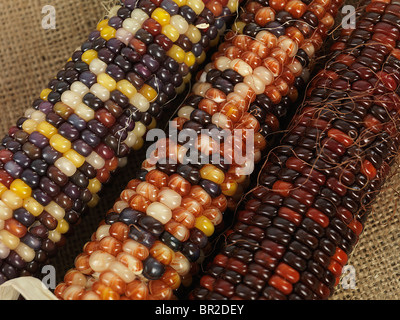 Vista dettagliata del mais Indiano orecchie
