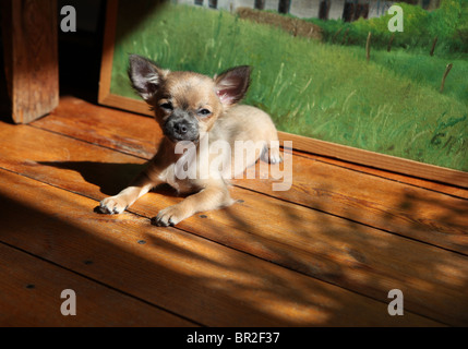 Carino chihuahua cucciolo seduto sul pavimento in legno nella parte anteriore di una pittura di olio guardando nella telecamera Foto Stock