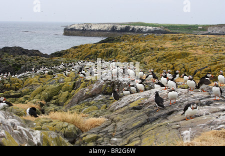 Atlantic Puffin (Fratercula Arctica) colonia nel farne Islands, Northumberland, Regno Unito. Foto Stock