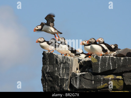 Atlantic Puffin (Fratercula Arctica) prendendo il largo, con gli altri in attesa. Fotografato nel farne Islands, Northumberland, Regno Unito. Foto Stock