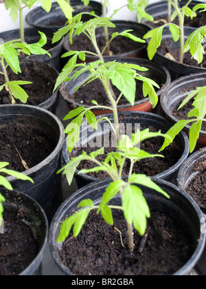 Giovani piante di ortaggi in serra. Foto Stock