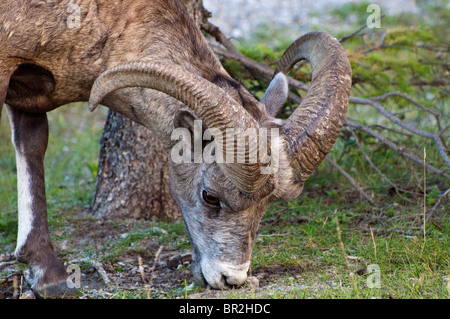 Close up di un Big Horn pecore dalle Montagne Rocciose Canadesi Foto Stock