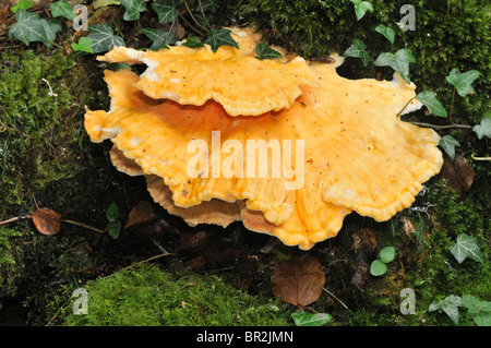 Pollo del Bosco - Laetiporus sulfurei fungo della staffa Foto Stock