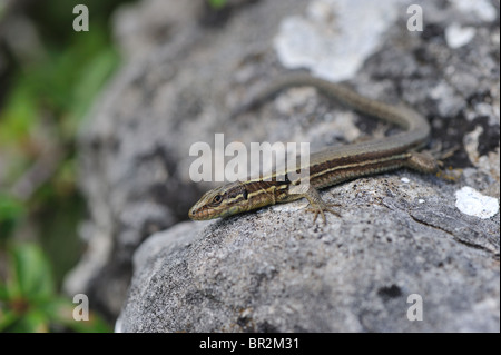 Parete comune lucertola - Unione lucertola muraiola (Podarcis muralis) crogiolarvi al sole su una roccia - Cevennes - Francia Foto Stock