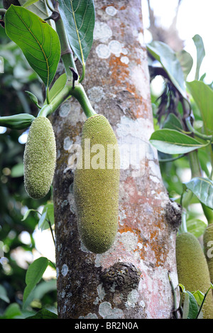 Il jackfruit Artocarpus heterophyllus o A. heterophylla è una specie di albero (Moraceae), nativo di parti di S e SE Asia Foto Stock