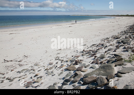 Whitemill Bay, Sanday; Isole Orcadi Scozia; Foto Stock