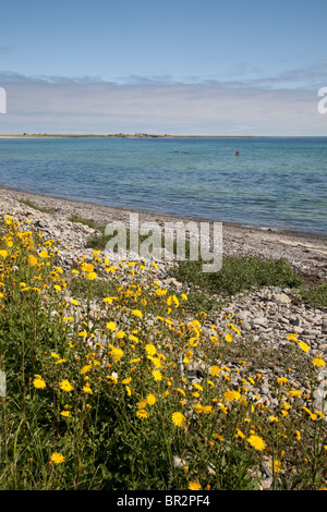 Baia di Lopness Beach con il relitto della Sunken WWI cacciatorpediniere tedeschi, Isola di Sanday, Orkney Islands, Scozia Foto Stock