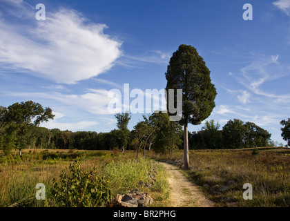 Altezza albero di cedro accanto al sentiero escursionistico Foto Stock