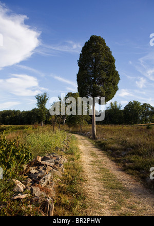 Altezza albero di cedro accanto al sentiero escursionistico Foto Stock