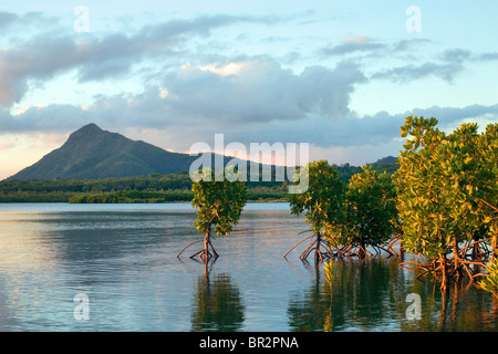 Giovani piante di mangrovia con radici esposte al tramonto, Mauritius, Oceano Indiano Foto Stock