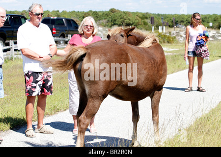 I turisti osservando pony selvatici a Assateague Island National Park, Maryland, Stati Uniti d'America Foto Stock