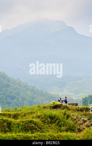 Le persone che lavorano in campi di riso con le montagne sullo sfondo di Sapa, Vietnam Foto Stock