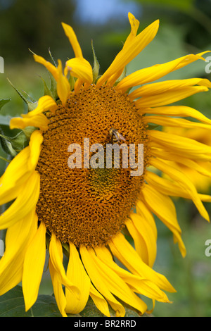 Bee la raccolta del polline di girasole gigante in giardino, Hedgebrook Scrittore di ritiro, Whidbey Island, WA Foto Stock
