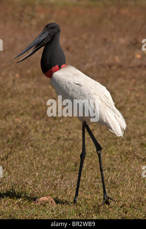 Jabiru Foto Stock